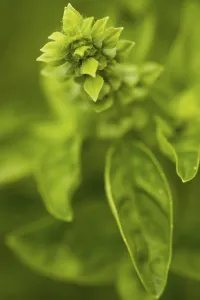 Fragrant Herb Plant Prints: Basil in bloom