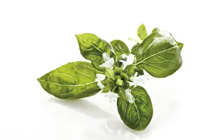Botany Studio Shot Prints: Basil blossom