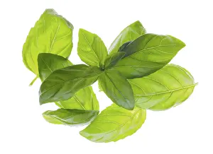 Medicinal Plant Pictures Prints: Several basil leaves