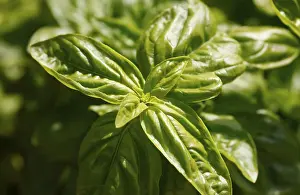 Basil Plant Prints: Basil (Ocimum basilicum)