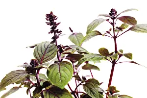 Indoor Herb Prints: Basil (Ocimum basilicum)