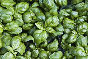 Kitchen Herb Photography Prints: Basil (Ocimum basilicum)