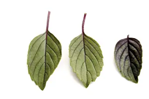 Free Standing Plants Prints: Basil (Ocimum basilicum)