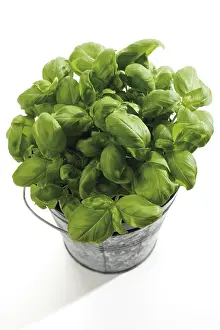 Kitchen Spice Prints: Basil (Ocimum basilicum)