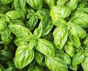Kitchen Herbs Prints: Basil plant