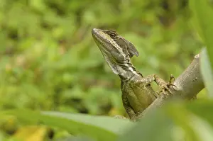 Wild Animal Head Shots Prints: Basilisk Lizard (Basiliscus basiliscus)