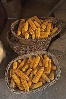Agricultural Crops In Germany Prints: Baskets with corn cobs (Zea mays subsp)