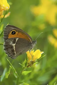 Gatekeeper Prints: Bathsheba Maniola Print - Spanish Oxeye Butterfly