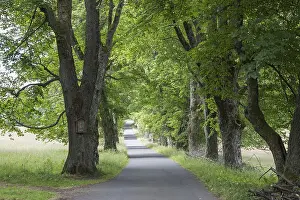 Deserted Street Prints: Baum-Allee