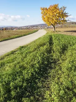 Empty Autumn Landscape Prints: Baum im herbst