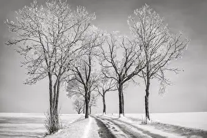 Tree Lined Street Prints: BaumAllee