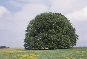 Springtime In Bavaria Prints: Bavaria beech tree Germany