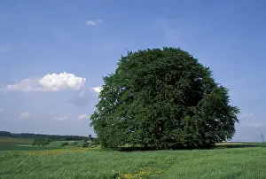 Germany Nature Scenes Prints: Bavaria beech tree Germany
