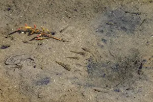 Prints of Beach gobies (Pomatoschistus microps) in a tidal pool on the North Sea coast, low tide, high tide, sea coast, August, Germany Microps Prints: Beach Gobies in Tidal Pool Print, North Sea Coast