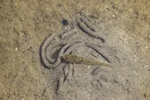 Prints of Beach gobies (Pomatoschistus microps) in a tidal pool on the North Sea coast, low tide, high tide, sea coast, August, Germany Microps Prints: Beach Gobies in a Tidal Pool Print, North Sea Coast