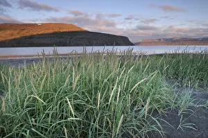 Northern Europe Shorelines Prints: Beach grass, beach, midsummer night