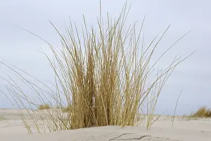 Juist Island Prints: Beach grass on the sandy beach