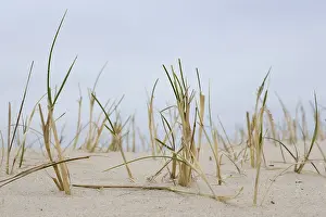 North Sea Island Landscape Prints: Beach grass on the sandy beach