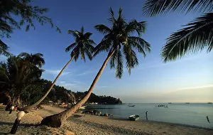 Tropical Palm Tree Prints: Beach palm tree