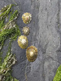Waterfront Scenery Prints: On the beach, shells on stone, low tide