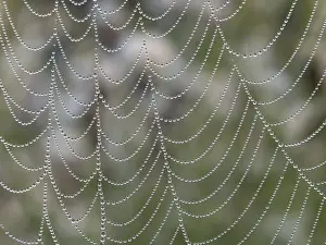 Autumnal Atmosphere Prints: Bead net