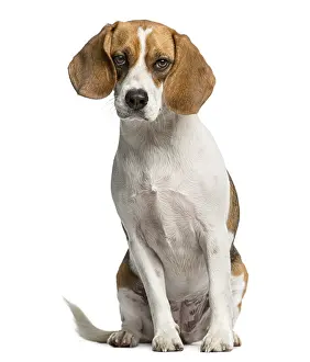Studio Shot Hound Prints: Beagle sitting in front of a white background