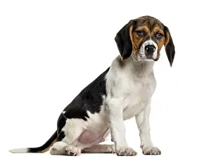 Hunting Dog Prints: Beagle in front of white background