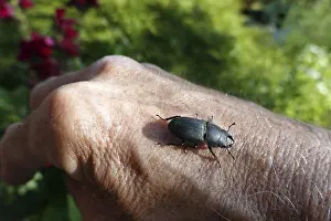 Stag Beetle Prints: Beamed Shag Print, Weilerswist, Germany