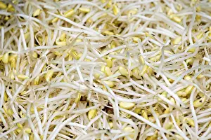 Healthy Eating Vegetables Prints: Bean sprouts