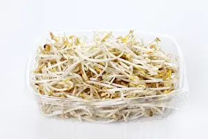 Nutrition Rich Vegetable Prints: Bean sprouts in a plastic dish