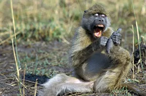 Africa Animal Behaviour Prints: Bear baboon