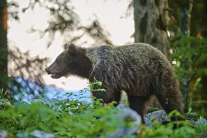 Atmospheric Evening Light Prints: A bear in the evening light of the forest