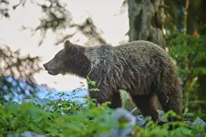 Prints of A bear in the forest at dusk, surrounded by greenery, with soft light in the background, European brown bear (Ursus arctos), Slovenia Brown Bear Prints: European Brown Bear in Slovenian Forest Dusk Print