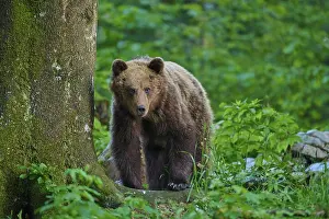 Prints of A bear is leaning against a tree trunk and looking around intently, European brown bear (Ursus arctos), Slovenia Brown Bear Prints: European Brown Bear Leaning Against Tree Print