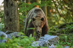Prints of A bear looking directly at the viewer, surrounded by a green forest at dusk, European brown bear (Ursus arctos), Slovenia Brown Bear Prints: European Brown Bear Print: Dusk in the Slovenian Forest