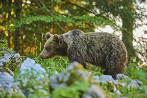 Prints of A bear in the lush greenery of a forest, amongst rocks and grass, looks calm and peaceful - European brown bear (Ursus arctos), Slovenia A bear in the lush greenery of a forest Brown Bear Prints: European Brown Bear Print - Lush Forest Scene