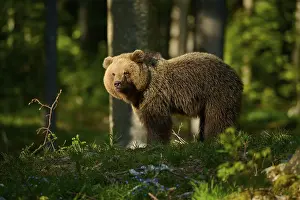 European Brown Bear Habitat Prints: A bear standing in the sunlight amongst the trees in the forest