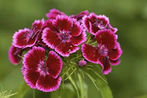 Clove Family Plants Prints: Bearded carnation