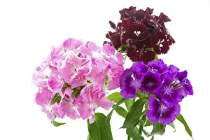Cut Flower Decoration Prints: Bearded carnations on a white background