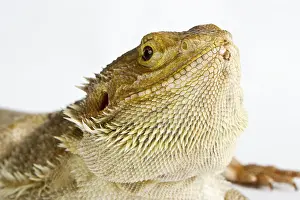 Wildlife Studio Photography Prints: Bearded Dragon on white background