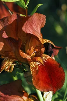 Bearded Iris Prints: Bearded Iris