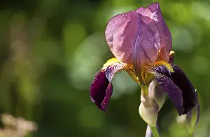 Bearded Iris Prints: Bearded Iris, Iris barbata hybrid (Iris)