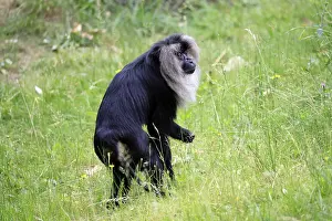 Wildlife In India Prints: Bearded macaque (Macaca silenus)