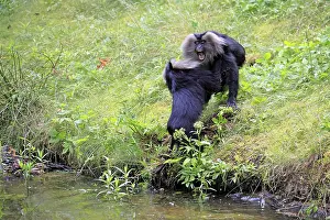 Prints of Bearded macaque (Macaca silenus), Wanderu, adult, by the water, two animals, fighting, India Lion-tailed Macaque Prints: Bearded Macaque Print - Fighting Pair by Water, India
