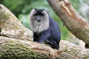 Old World Monkeys Prints: Bearded macaque (Macaca silenus)