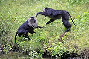 Prints of Bearded macaque (Macaca silenus), Wanderu, adult, by the water, two animals, fighting, India Lion-tailed Macaque Prints: Bearded Macaque Print, India