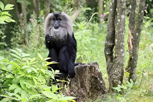 Wildlife In India Prints: Bearded macaque (Macaca silenus)