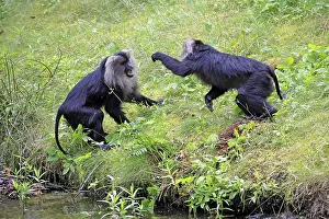Prints of Bearded macaque (Macaca silenus), Wanderu, adult, by the water, two animals, fighting, India Lion-tailed Macaque Prints: Bearded Macaque Print - Fighting at Indian Water's Edge