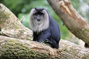 Indian Wildlife Prints: Bearded macaque (Macaca silenus)