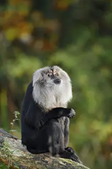 Wildlife In Captivity Prints: Bearded monkey or Wanderu (Macaca silenus)